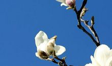 报恩的故事：玉兰树报恩