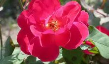 关于月季花的作文