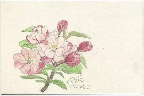 组成描述秋海棠花