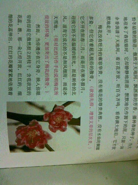 植物观察日记200字