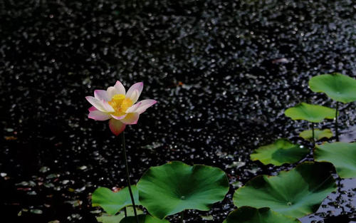 太尖锐又容易吃