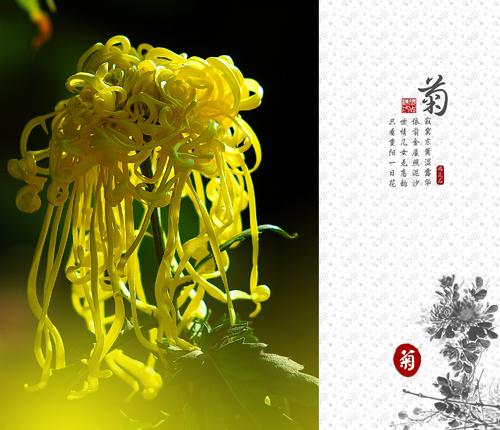 看完菊花的香味