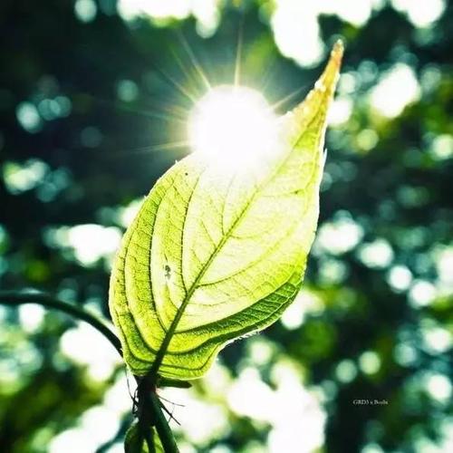 关于青年的散文