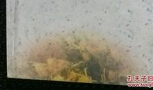 花季雨季小说读后感