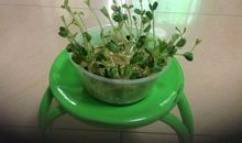 二年级观察植物日记