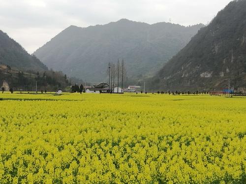 春天在我的家乡