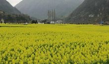 我的家乡的春天