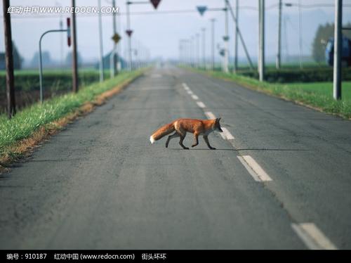 带我妈妈过马路阅读后