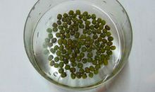 泡豆子观察日记