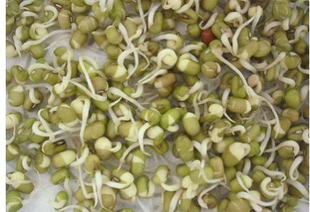 生豆芽观察日记