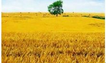 麦田的守望读后感