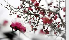 写梅花的作文300字