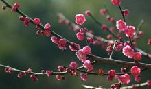 写梅花的作文500字