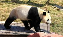 游北京动物园作文