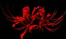 关于花的个性签名