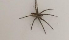 我发现了蜘蛛的秘密