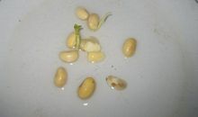 泡黄豆观察日记