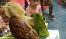 我发现了蜗牛的秘密