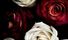 红玫瑰白玫瑰读后感