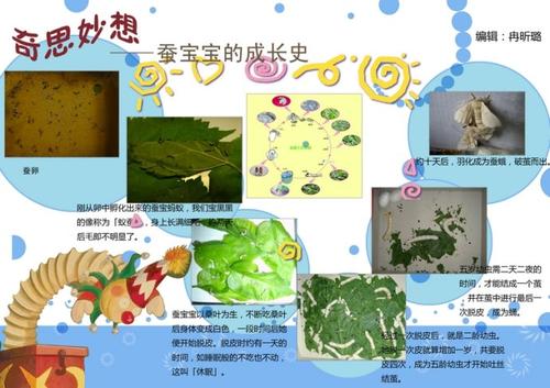 蚕宝宝观察日记