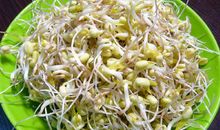 泡绿豆观察日记