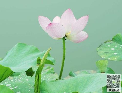 描述莲花的成分