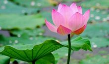 关于莲花的作文