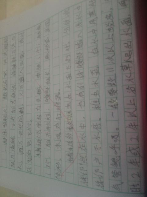 如果我是蜜蜂组成