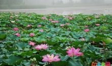 赞美荷花的作文