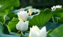 赞美莲花的作文