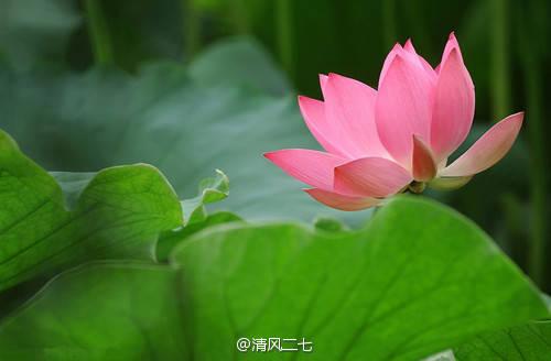 描述莲花的成分