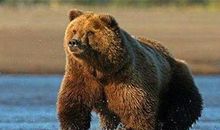 人类从动物身上得到的启示