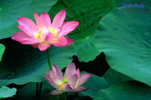 关于莲花的组成