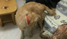 动物身上的启示