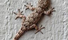 保护壁虎的作文