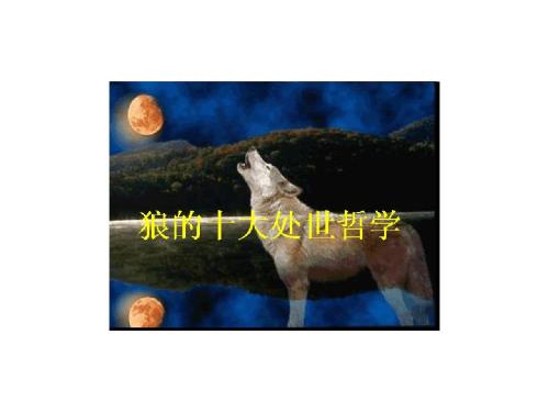 狼的十种哲学