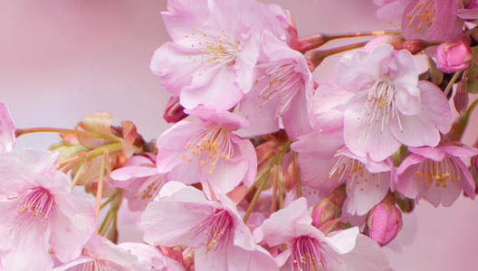 描述樱花的成分