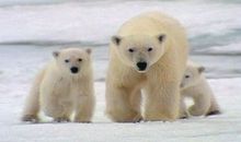 动物对人类的启示