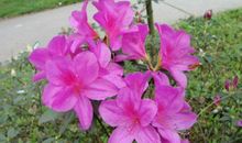 写杜鹃花的作文