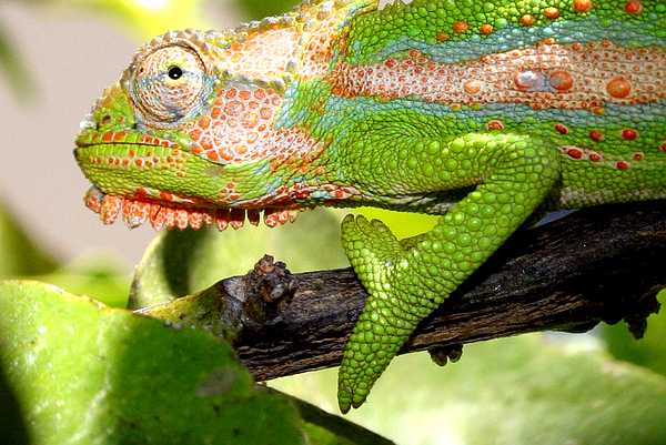 变色龙对人类的启示