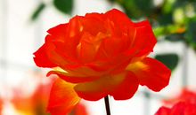 写月季花的作文