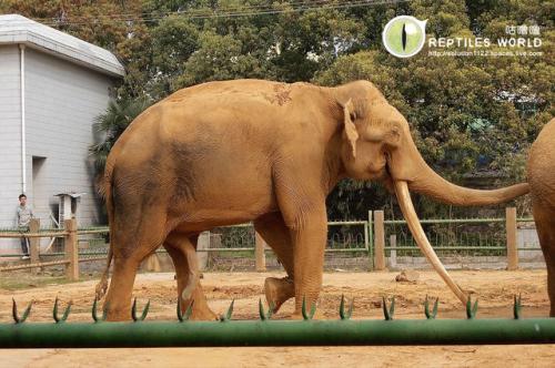 动物园里的500个单词