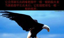 雄鹰再生读后感