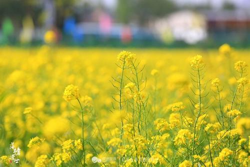 美丽的油菜籽组成