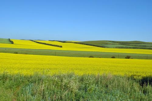 油菜花组成400字