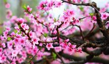 关于桃花的作文