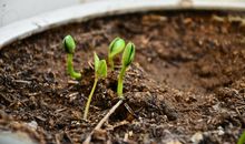 种豆子观察日记