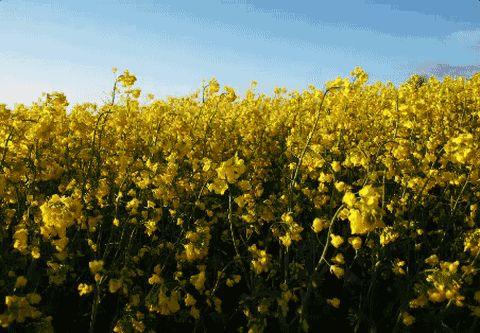 写出油菜花的成分