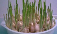 植物观察日记大蒜