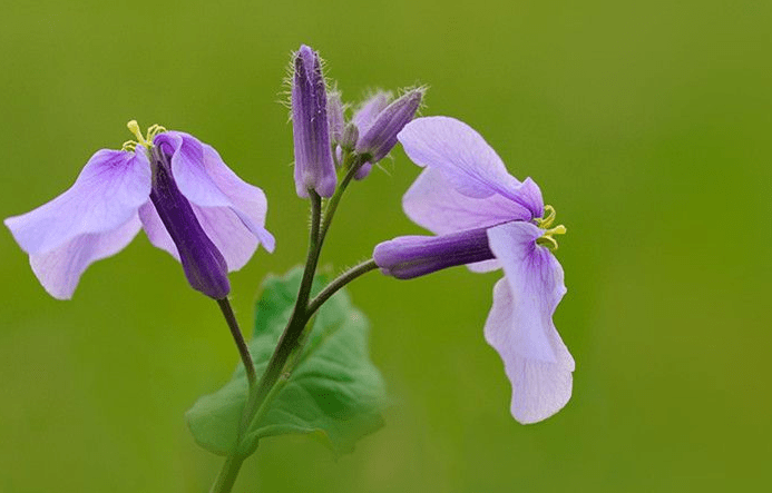季羡林看完《二月论》后的思想